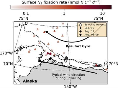 Coastal upwelling enhances abundance of a symbiotic diazotroph (UCYN-A) and its haptophyte host in the Arctic Ocean